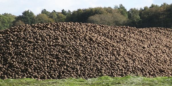 Searching for the occasional market for excess potatoes