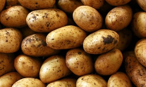 The National Potato Council of Kenya and Corteva Agriscience have embarked on plans to increase yield among smallholder farmers from 7 tonnes to 20 tonnes per hectare.