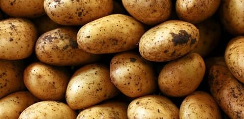 The National Potato Council of Kenya and Corteva Agriscience have embarked on plans to increase yield among smallholder farmers from 7 tonnes to 20 tonnes per hectare.