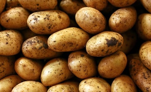 The National Potato Council of Kenya and Corteva Agriscience have embarked on plans to increase yield among smallholder farmers from 7 tonnes to 20 tonnes per hectare.
The National Potato Council of Kenya and Corteva Agriscience have embarked on plans to increase yield among smallholder farmers from 7 tonnes to 20 tonnes per hectare.