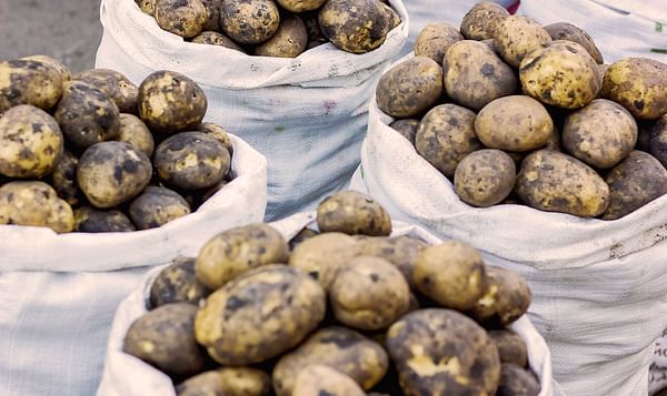 Namibia: Huge Potential for Potato Production