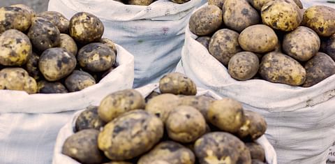 With National Elections Barely Two Months Away, Bangladesh Government Is on a High Alert at Rising Potato Prices