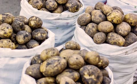 Yellow potatoes Yellow potatoes