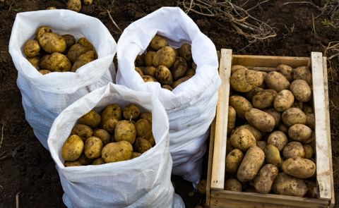 Potatoes in bags and in a wooden box Potatoes in bags and in a wooden box