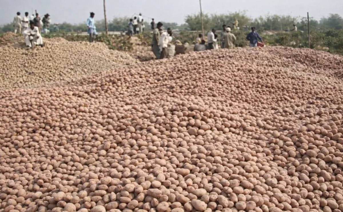 In Bangladesh Potato prices halve on higher yields