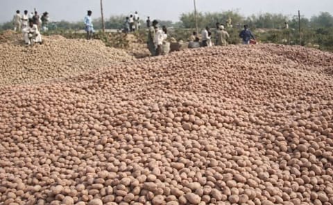 In Bangladesh Potato prices halve on higher yields In Bangladesh Potato prices halve on higher yields