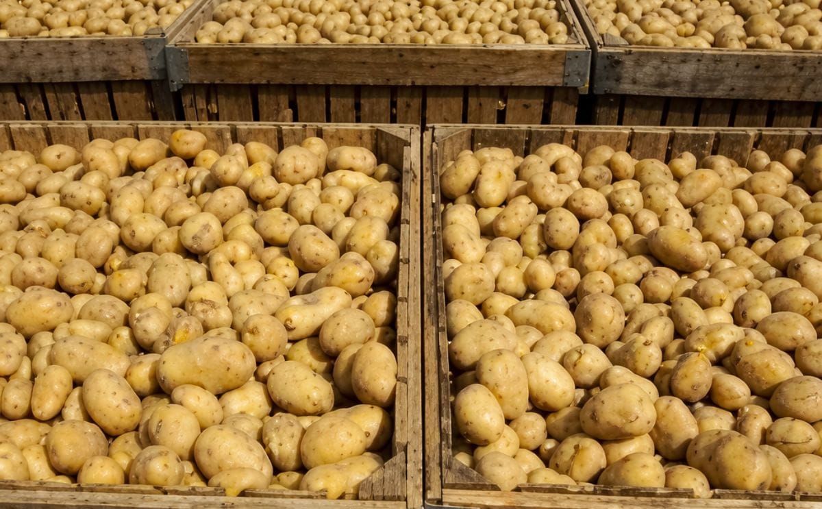 Potato tato recipe recommendations Potato tato recipe recommendations