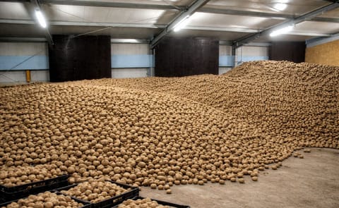 Potatoes in bulk Potatoes in bulk