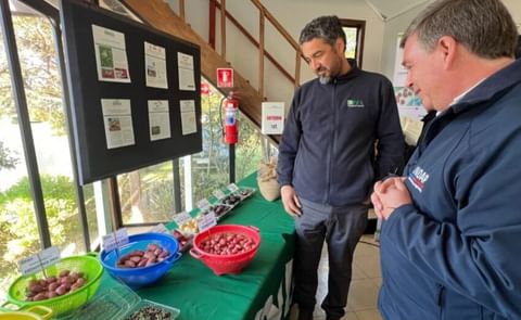 Chile: se firma convenio para estimular el cultivo de papa nativa Chile: se firma convenio para estimular el cultivo de papa nativa