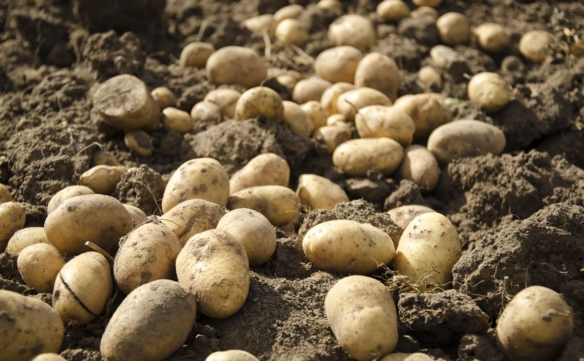 Potato tubers in the field