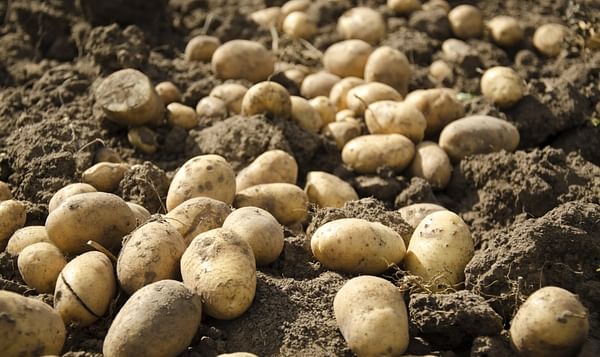 As potato farming in Kurdistan is increasing, lack of storage becomes a problem