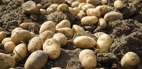 As potato farming in Kurdistan is increasing, lack of storage becomes a problem