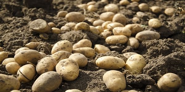 As potato farming in Kurdistan is increasing, lack of storage becomes a problem