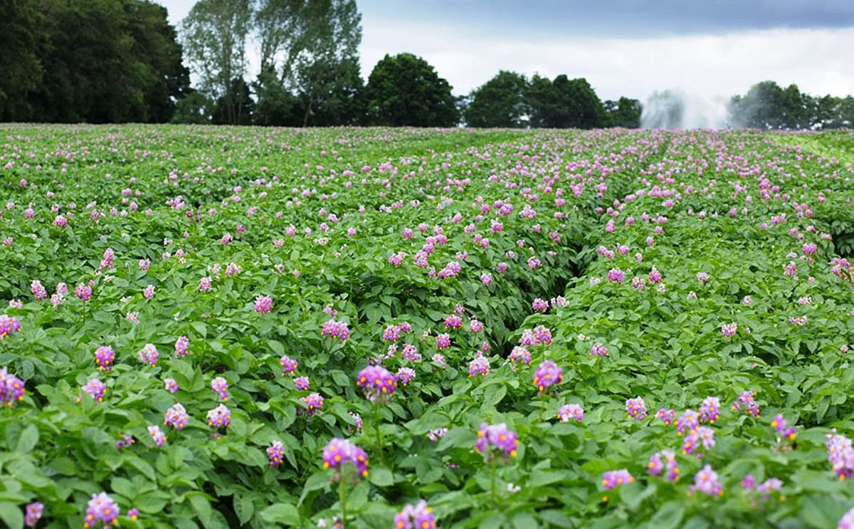 Scottish potato hub to tackle industry challenges