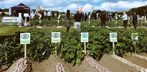 Climate-resilient spuds in focus at Potatoes in Practice 2018