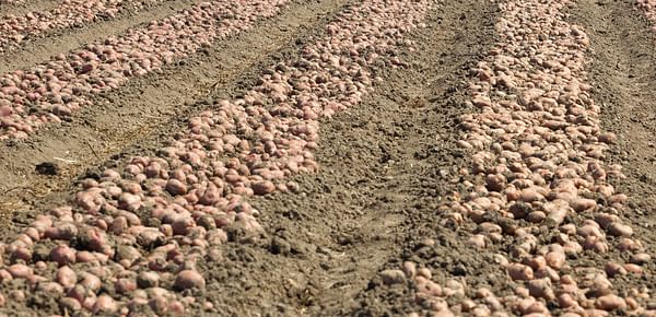 Patatas crudas después de sacarlas de los campos cultivados.