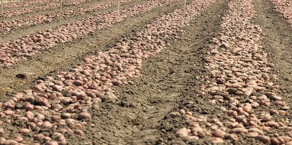 Beating climate change: heat and drought tolerant potato varieties (CIP)