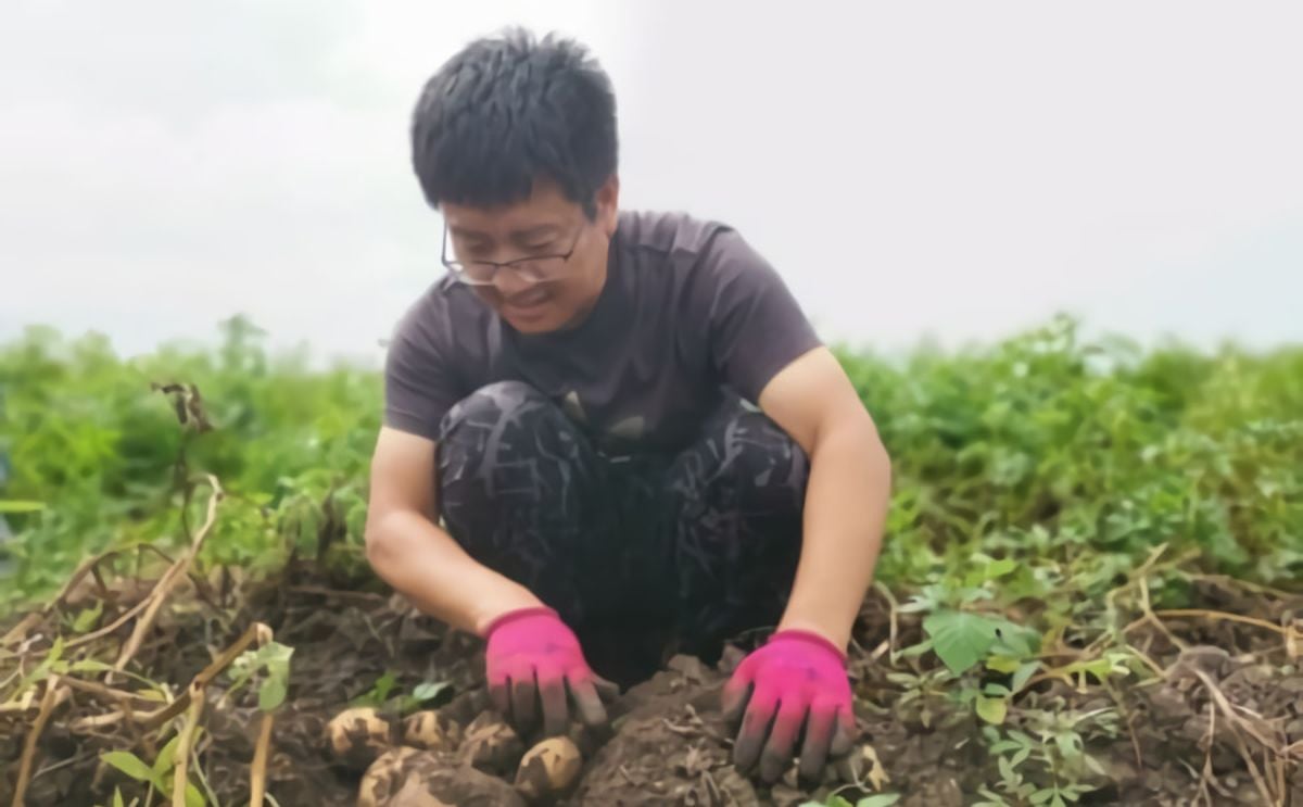 Potatoes in rice paddies? Potatoes in rice paddies?