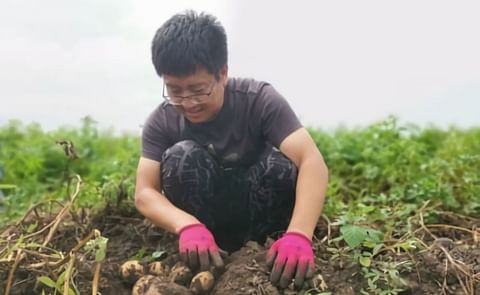Increasing potato production for food security in China could bring varied environmental benefits. Courtesy: CIP Increasing potato production for food security in China could bring varied environmental benefits. Courtesy: CIP
