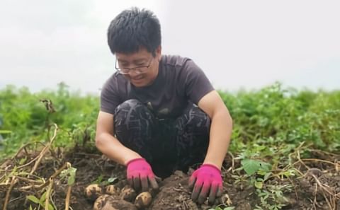 Increasing potato production for food security in China could bring varied environmental benefits. Courtesy: CIP