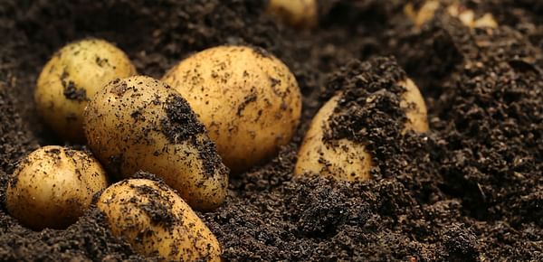 Northwest Potato Research Consortium has awarded grants for 37 regional potato projects