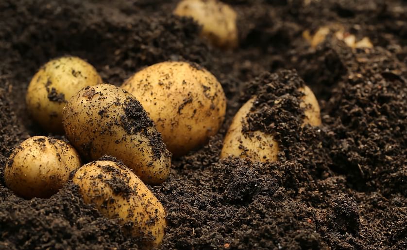 Oregon State University researchers Markus Kleber and David Myrold  were awarded about $80,000 from the consortium for the initial year of a two year soil focused project. They believe soil holds the secret to raising healthy potato crops without using fu