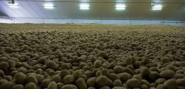 Final countdown to make potato stores in the UK are CIPC compliant