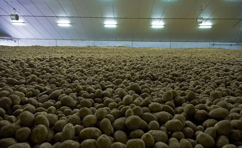 Bulk storage of potatoes.