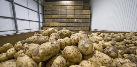 Potato Stocks in Great Britain up 23% compared to last season