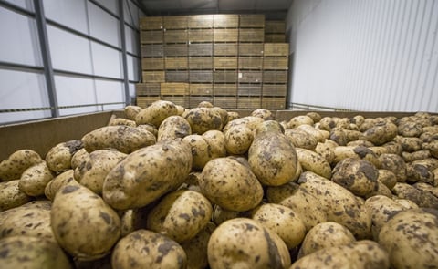 Maris Pipers - the most common potato variety in the United Kingdom - in storage (in bins/ boxes). Maris Pipers - the most common potato variety in the United Kingdom - in storage (in bins/ boxes).