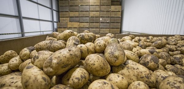 Potato Stocks in Great Britain up 23% compared to last season
