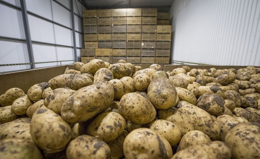 Maris Pipers - the most common potato variety in the United Kingdom - in storage (in bins/ boxes).