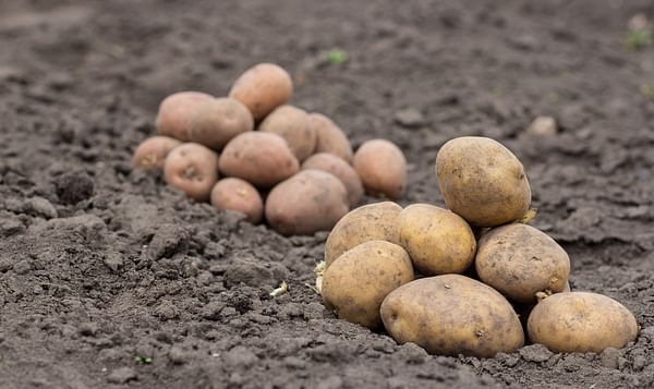 Potato Cultivation in Pakistan