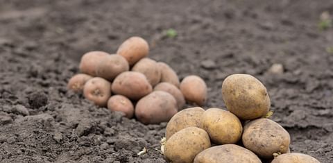 NAPMN projects big increase in US potato crop