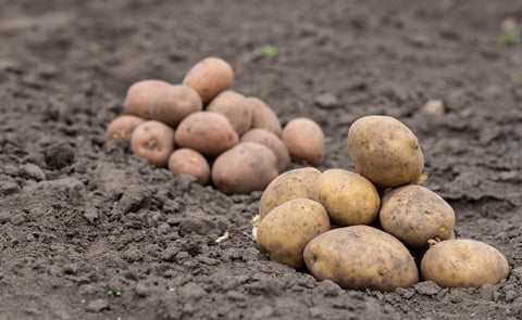Organic potatoes in the field Organic potatoes in the field