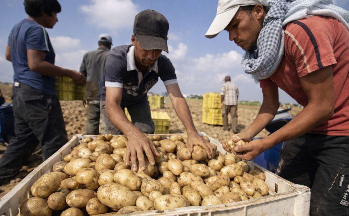 Potatoes from Gaza denied entry into Jordan Potatoes fromGaza denied entry into Jordan