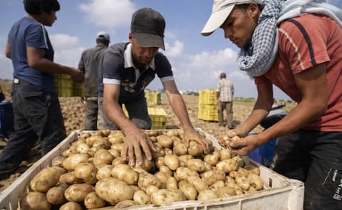 Potatoes from Gaza denied entry into Jordan Potatoes from Gaza denied entry into Jordan