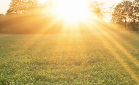 Washington potato crop heating up Washington potato crop heating up