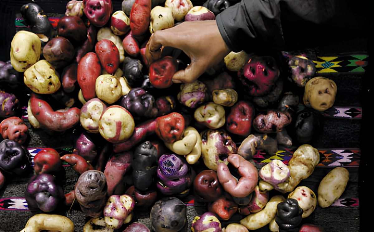 The International Potato Center in Peru has preserved almost 5,000 native potato varieties.