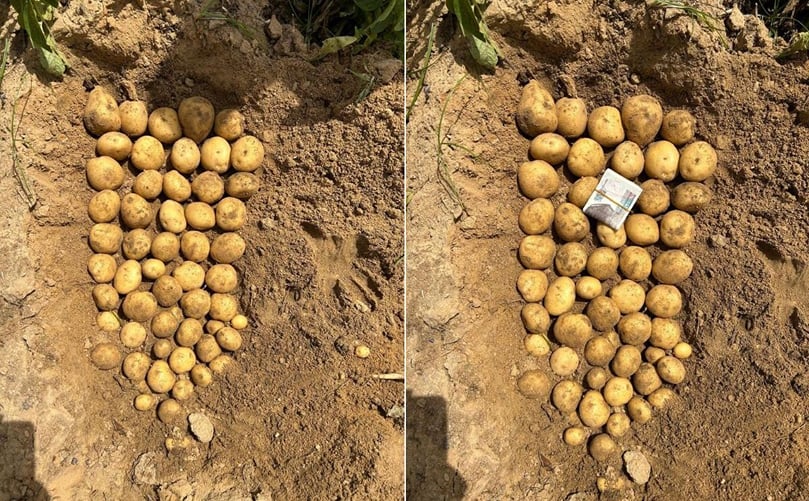 Freshly unearthed export-grade Egyptian potatoes. 2025's crop stands out for size, freshness, and strong global demand. Freshly unearthed export-grade Egyptian potatoes. 2025's crop stands out for size, freshness, and strong global demand.
