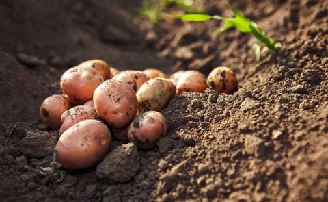 The Prince Edward Island Potato Board recently elected a new executive team
The Prince Edward Island Potato Board recently elected a new executive team