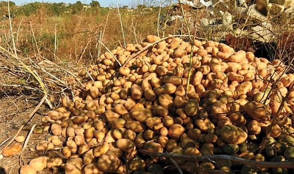 Malta's potato exports dry up