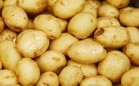 Potatoes New Zealand request Emergency Measures to ban EU imports
