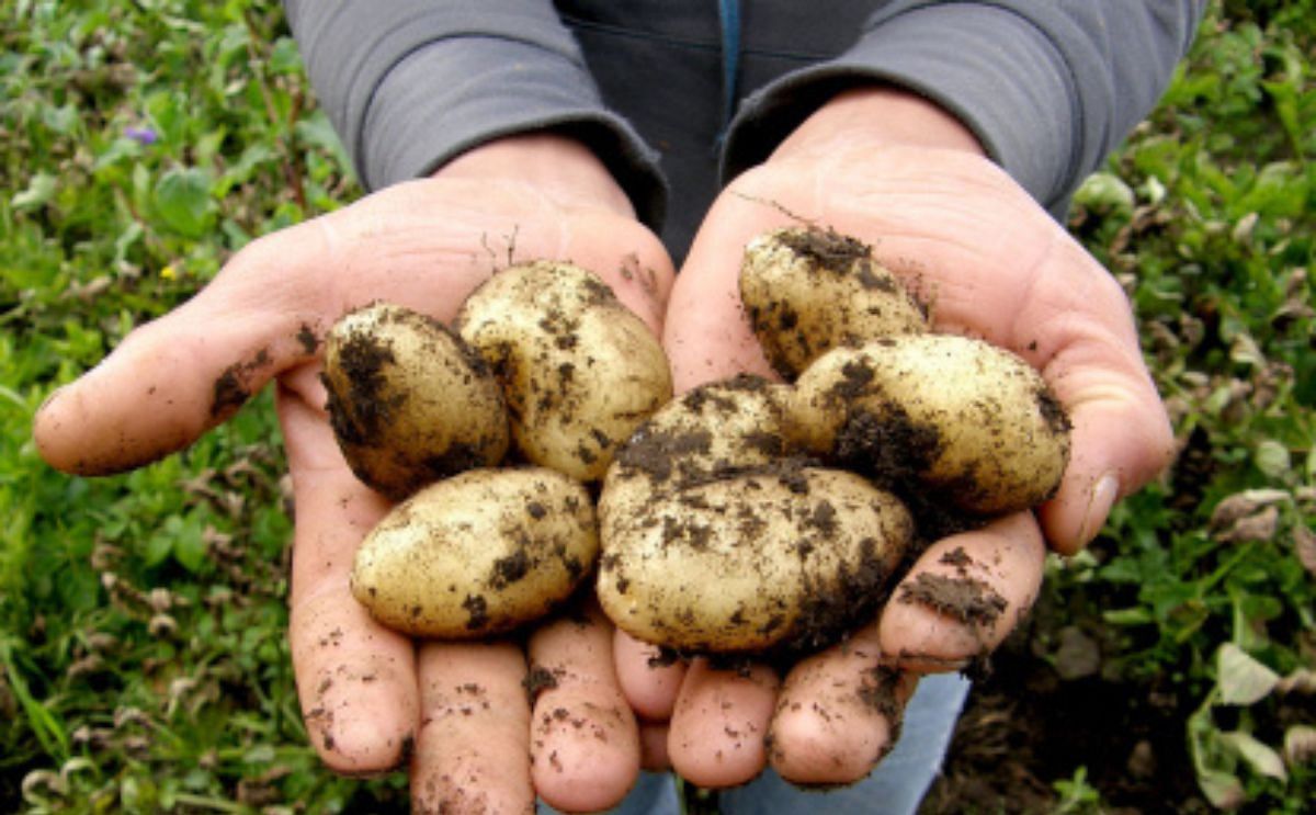 Un agricultor muestra patatas recién arrancadas de su cosecha. (Cortesía: PQS/CCO) Un agricultor muestra patatas recién arrancadas de su cosecha. (Cortesía: PQS/CCO)