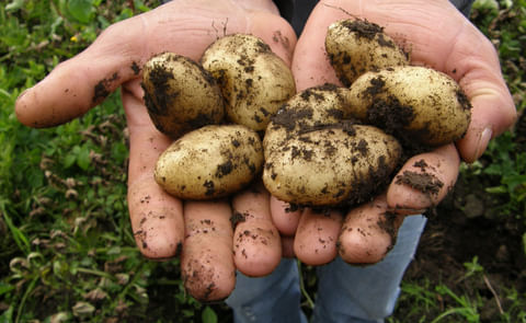 Potatoes on hand Potatoes on hand