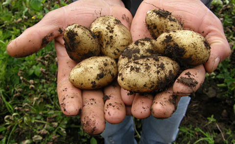 Potatoes on hand Potatoes on hand