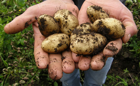 Potatoes on hand