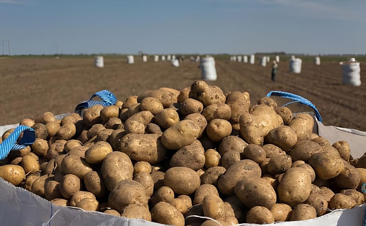Crisis papera en Argentina: productores no logran cubrir costos y recurren a regalar o rematar su cosecha Crisis papera en Argentina: productores no logran cubrir costos y recurren a regalar o rematar su cosecha