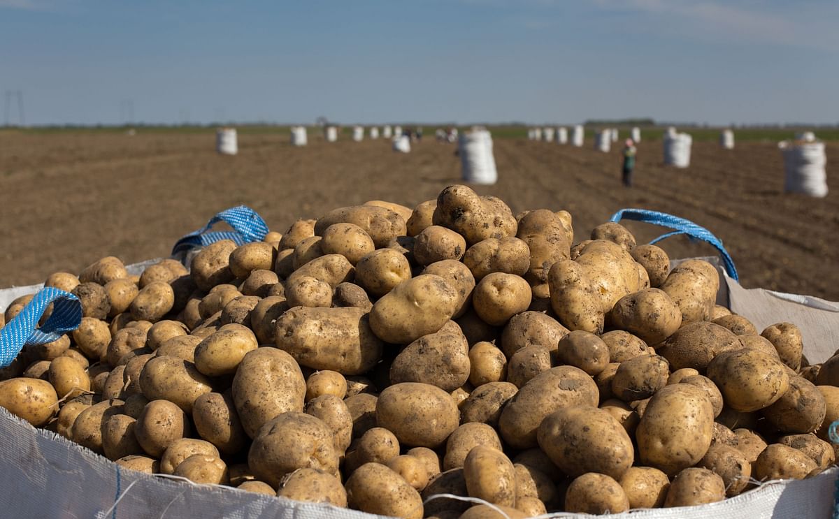 México: buenos rendimientos para el inicio de la cosecha México: buenos rendimientos para el inicio de la cosecha