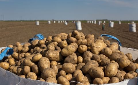 Potatoes on pile Potatoes on pile